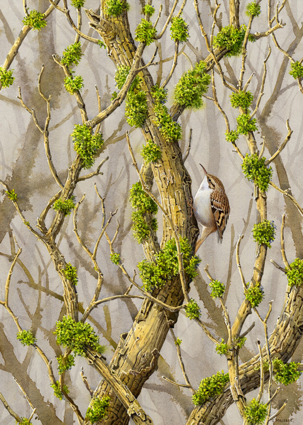 Stephen Message - Treecreeper in dead elder