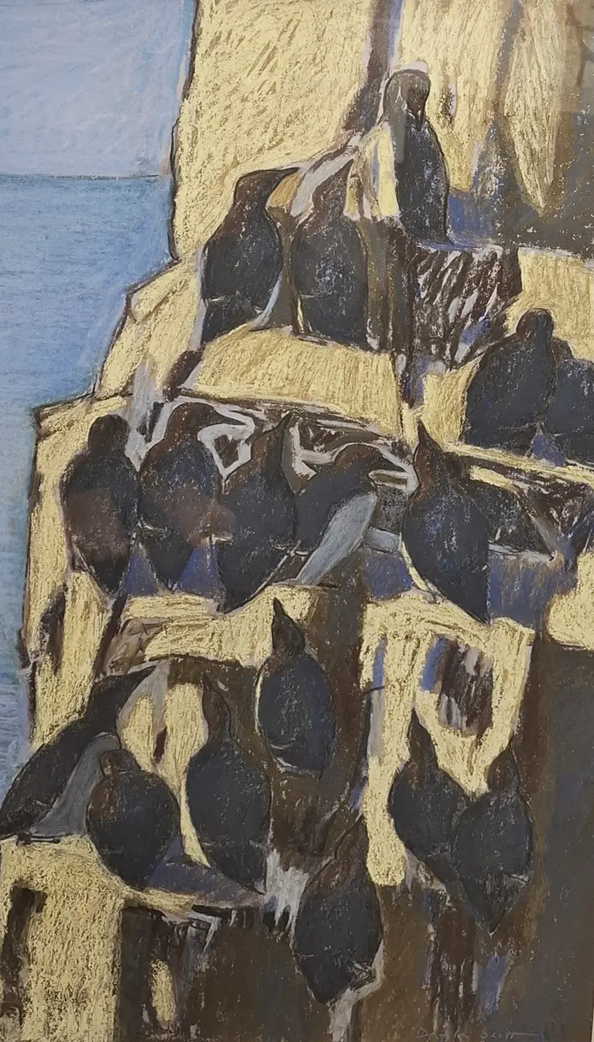 Dafila Scott SWLA - Guillemots just arrived