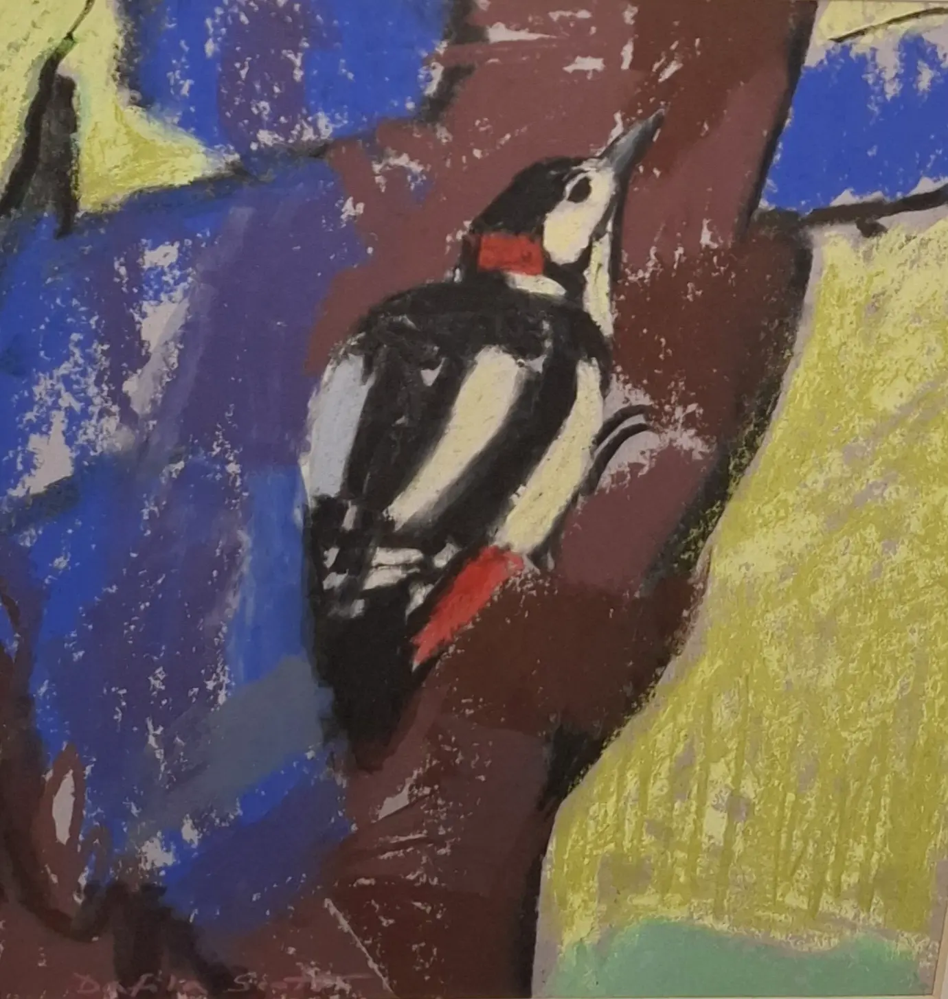 Dafila Scott SWLA - Great spotted woodpecker