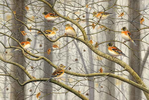 Stephen Message - Bramblings
