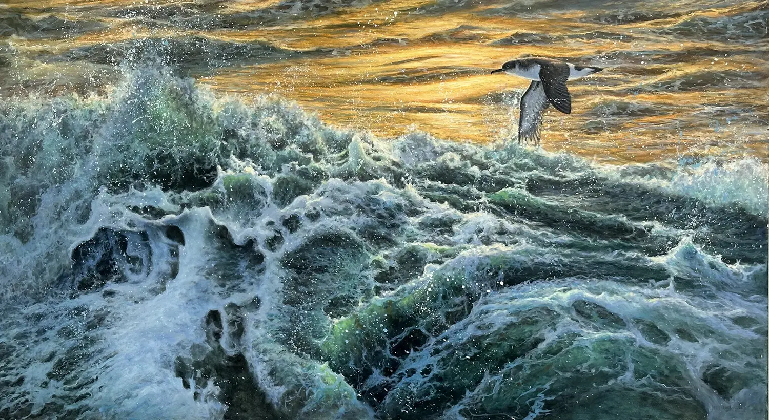 David Cowdry - Sunset wave, Manx Shearwater