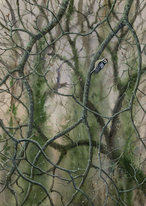 Stephen Message - Lesser spotted woodpecker