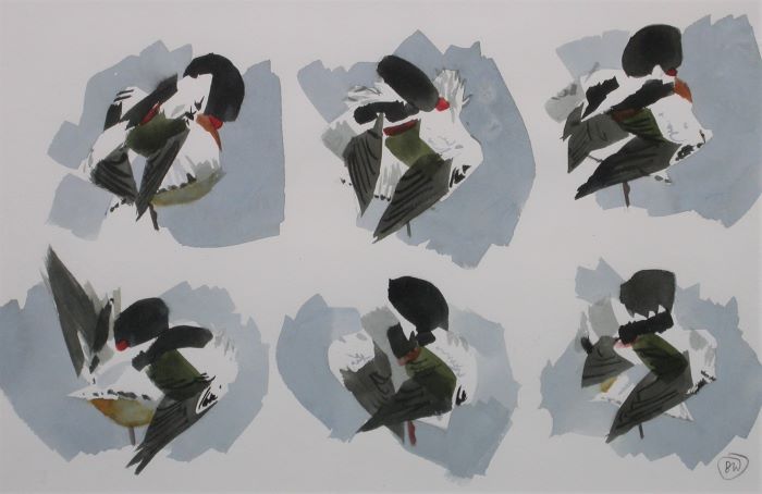 Ben Woodhams SWLA - Shelduck Preening Postures