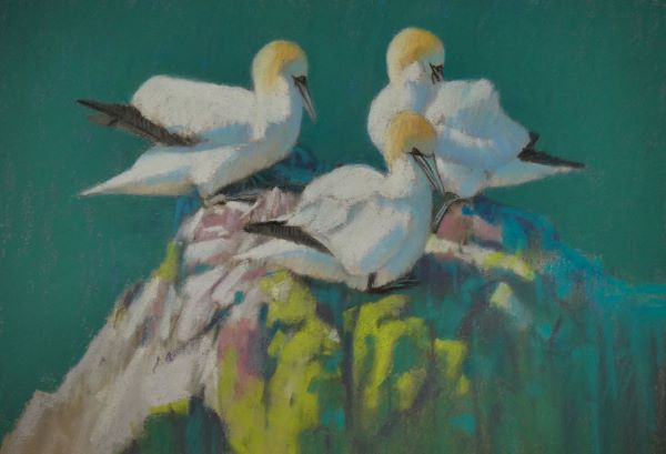 John Threlfall SWLA - Gannet Bright