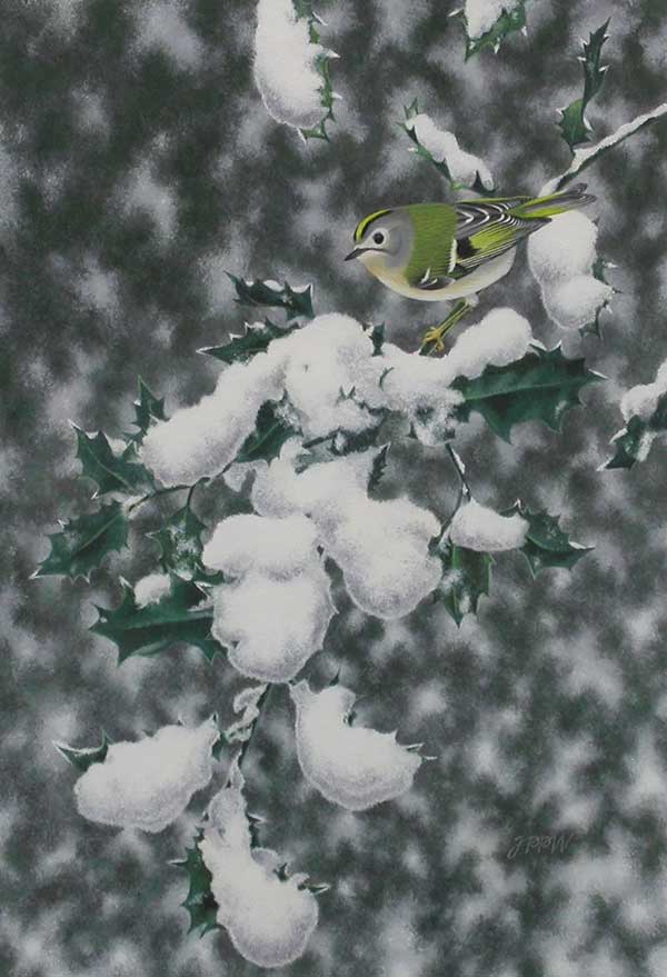 Jan Wilczur - Goldcrest in Holly