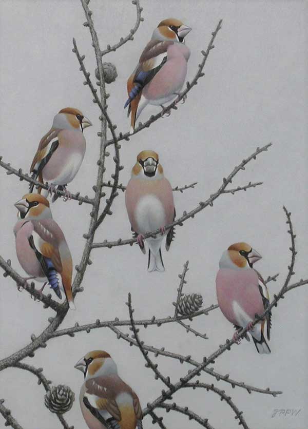 Jan Wilczur - Hawfinches in Larch