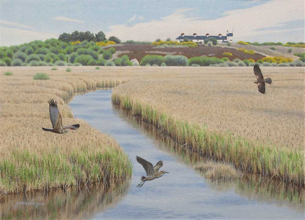 Jan Wilczur - Bittern Marsh Harriers, North Marsh Minsmere