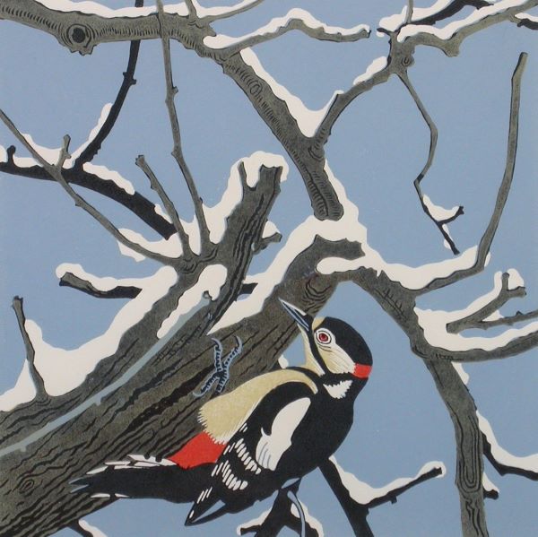 Robert Gillmor MBE - Great Spotted Woodpecker
