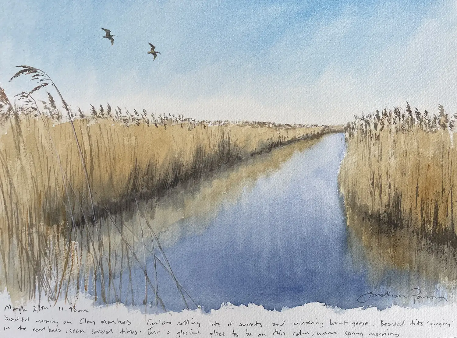 Jonathan Pomroy - 26th March - Curlew pair over Cley Marshes