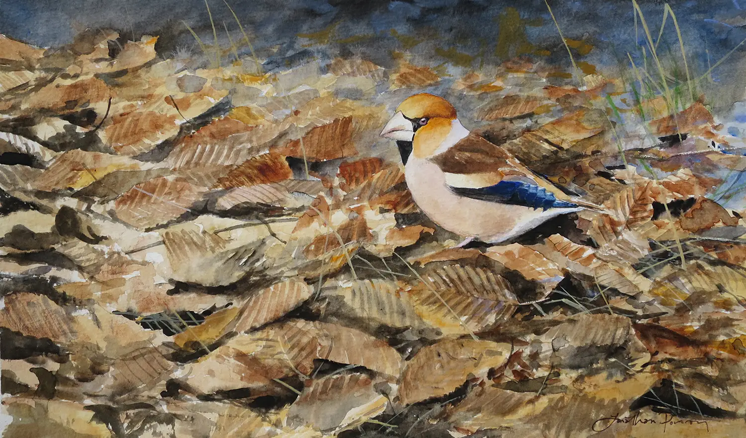 Jonathan Pomory - Male hawfinch searching for Hornbeam seedlings