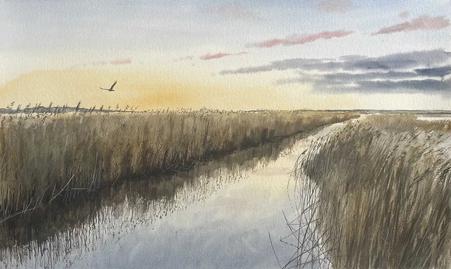 Jonathan Pomroy - Marsh harrier hunting Cley Marshes