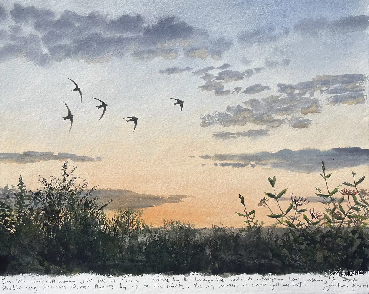 Jonathan Pomroy - June 11th - swifts and honeysuckle